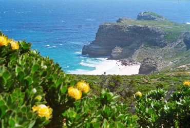Cape Floral, Kap der Guten Hoffnung